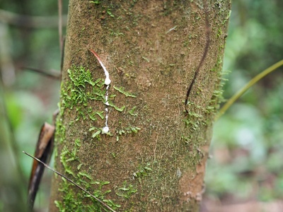 Poisonwood