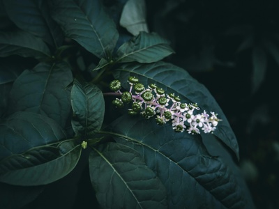 Pokeweed