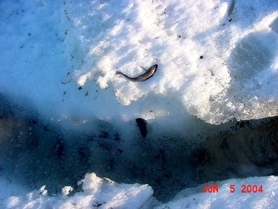 Polar cod