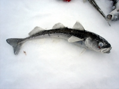 Polar cod