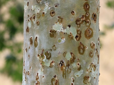 Polyphagous shot hole borer