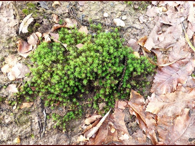 Polytrichum moss