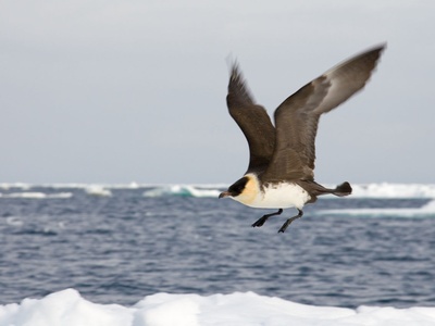 Pomarine Jaeger