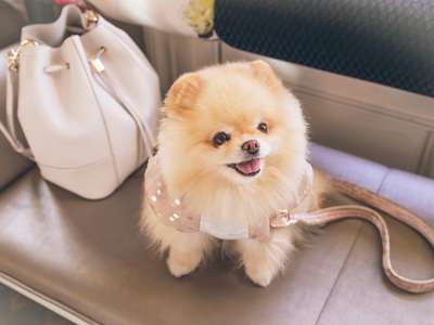 Pomeranian