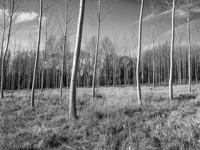 Poplar