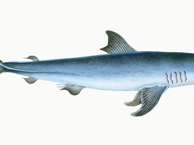 Porbeagle shark