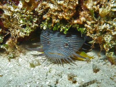 Porcupinefish