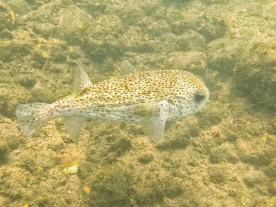 Porcupinefish
