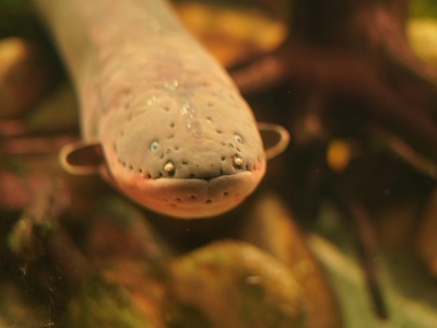 Porras's Mushroom-tongue Salamander