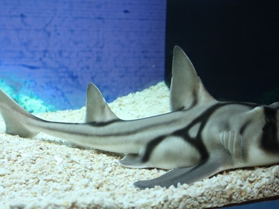Port Jackson shark