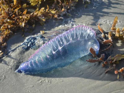 Portuguese man o' war