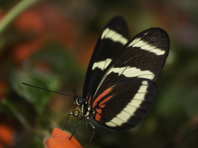 Postman Butterfly