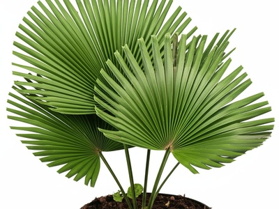 Potato Chip Palm