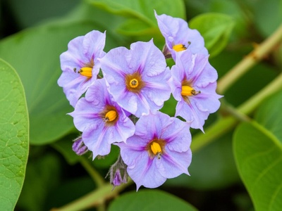 Potato Vine