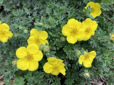 Potentilla