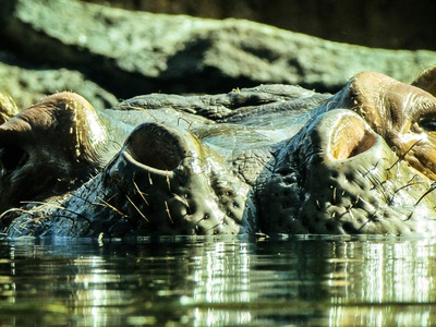 Prehistoric Saharan Crocodiles