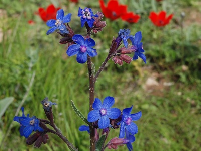 Prickly Alkanet