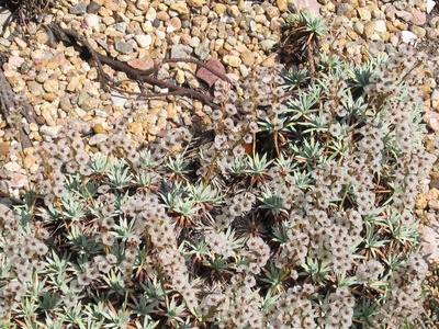 Prickly Thrift