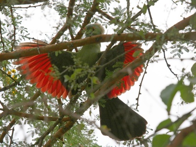 Prince Ruspoli's Turaco