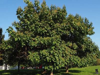 Princess Tree