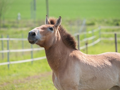 Przewalski's Horse