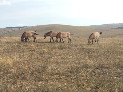 Przewalski's Horse