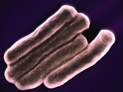 Psychrophilic Bacteria