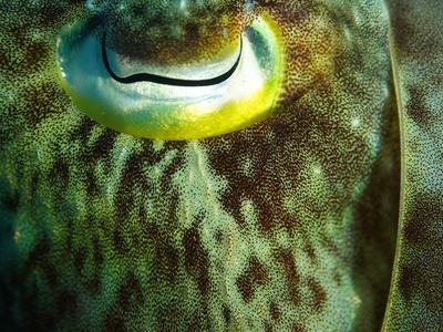 Pufferfish (Masked Puffer)