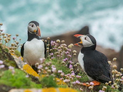 Puffin