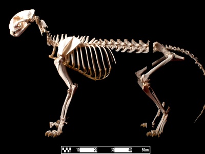 Puma (cougar)