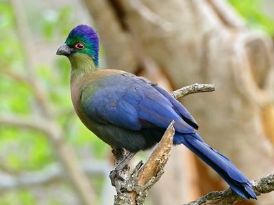 Purple-crested Turaco