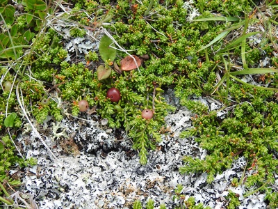 Purple Crowberry