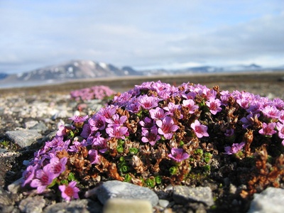 Purple saxifrage