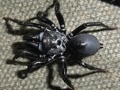 Purse-web Spider