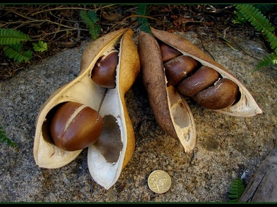 Puzzle Nut