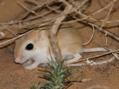 Pygmy Gerbil