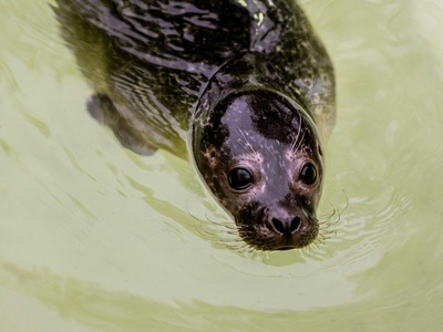 Pygmy Hippopotamus