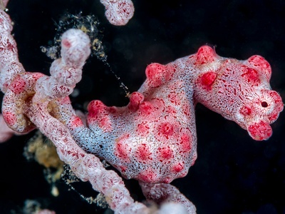 Pygmy Seahorse