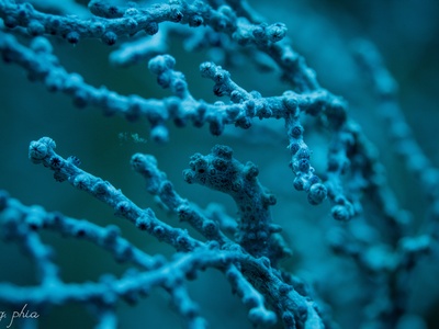 Pygmy Seahorse