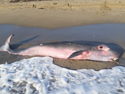 Pygmy Sperm Whale