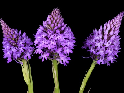 Pyramid orchid