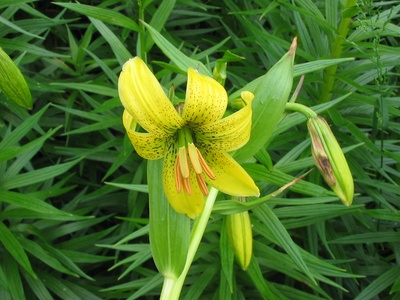 Pyrenean Lily