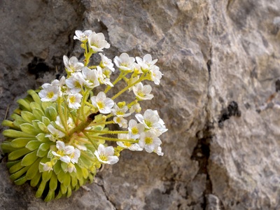 Pyrenean Saxifrage