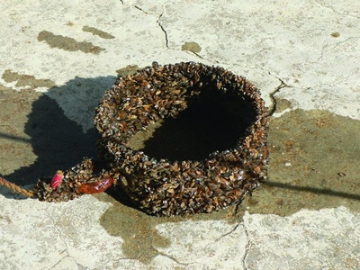 Quagga mussel