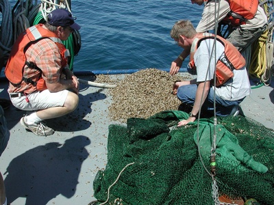 Quagga Mussel