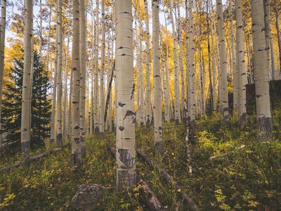 Quaking aspen