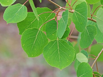 Quaking aspen (Pando clone)
