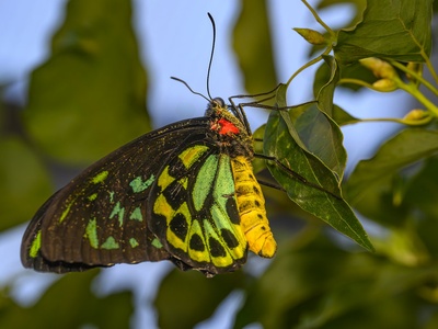 Queen Alexandra's Birdwing