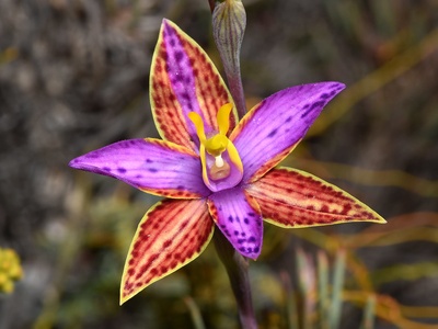 Queen of Sheba Orchid