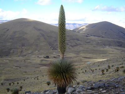 Queen of the Andes